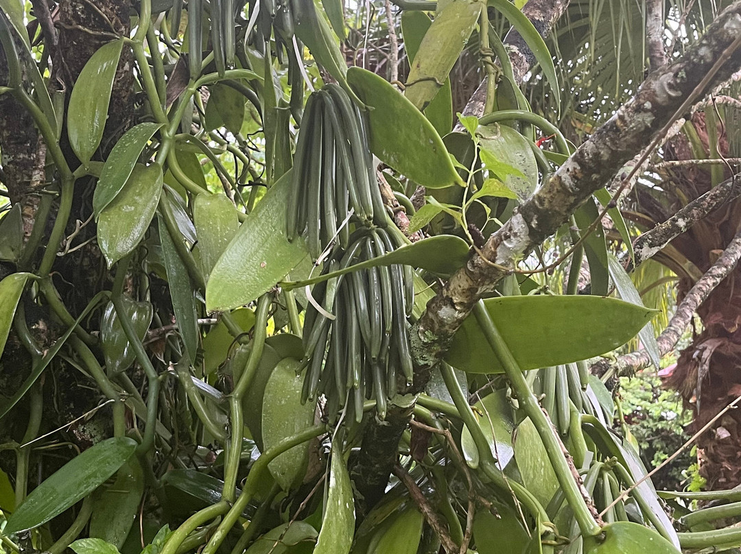 Kaz À Vanille-La Trinite必去景点