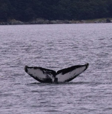 Alaska Galore Tours-朱诺必去景点