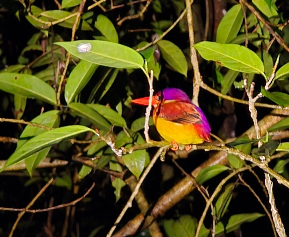 Toris Orangutan Tour-Kumai必去景点