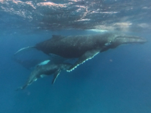Tahi Tonga-努库阿洛法必去景点