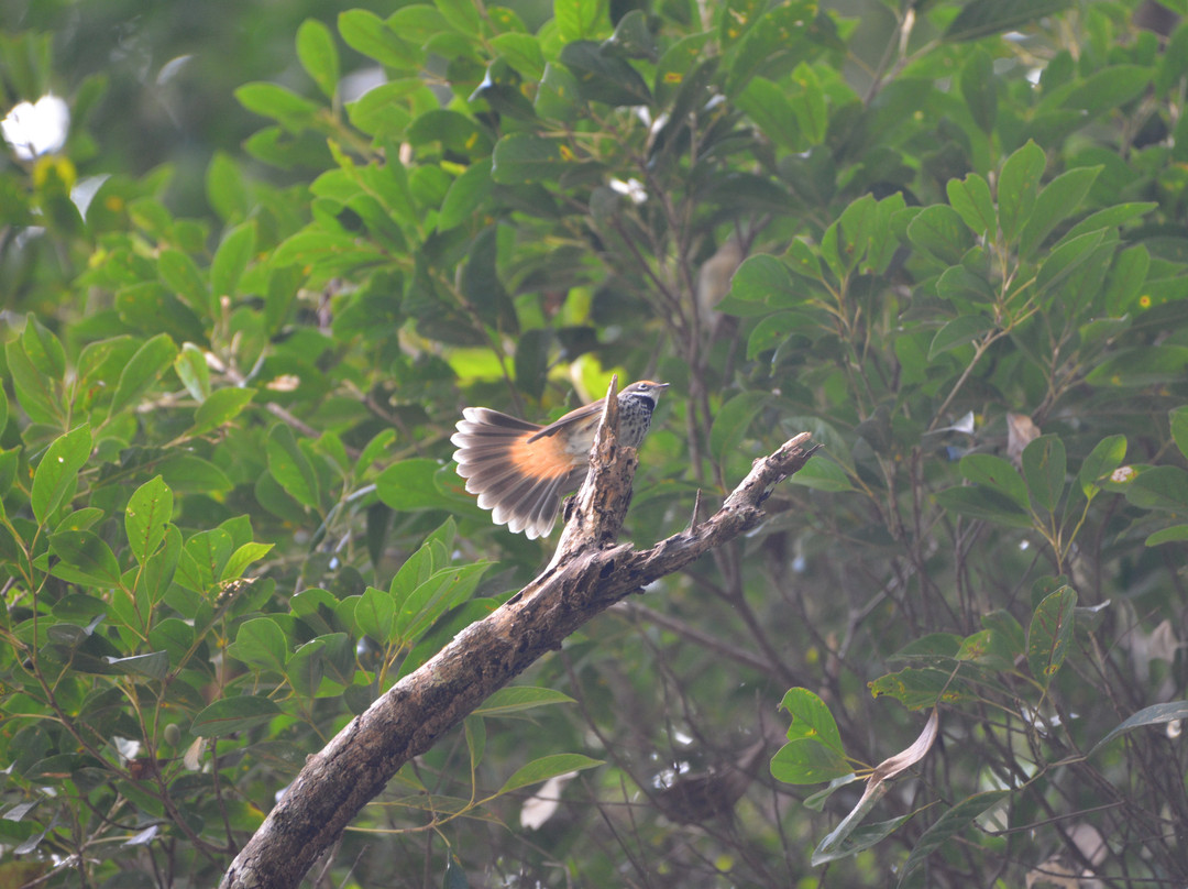 Fine Feather Tours-Mossman必去景点