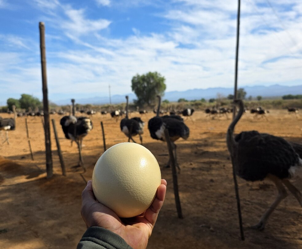 Earthstompers Adventures-开普敦中心区必去景点