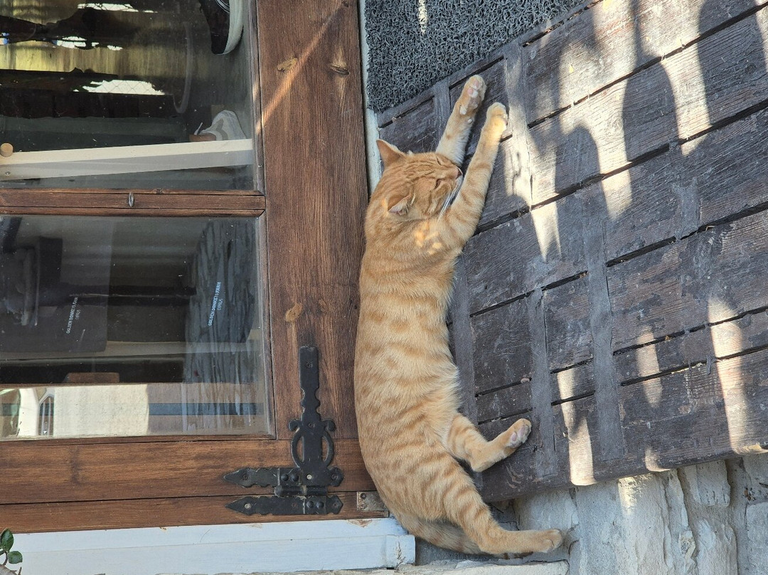 Golden Donkeys Farm-Skarinou必去景点