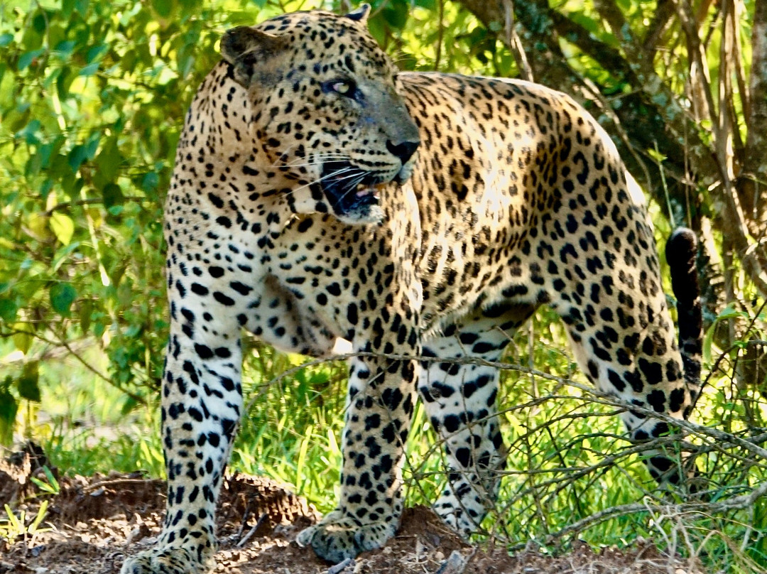 Megha Tour Sri Lanka-Dodampahala South必去景点