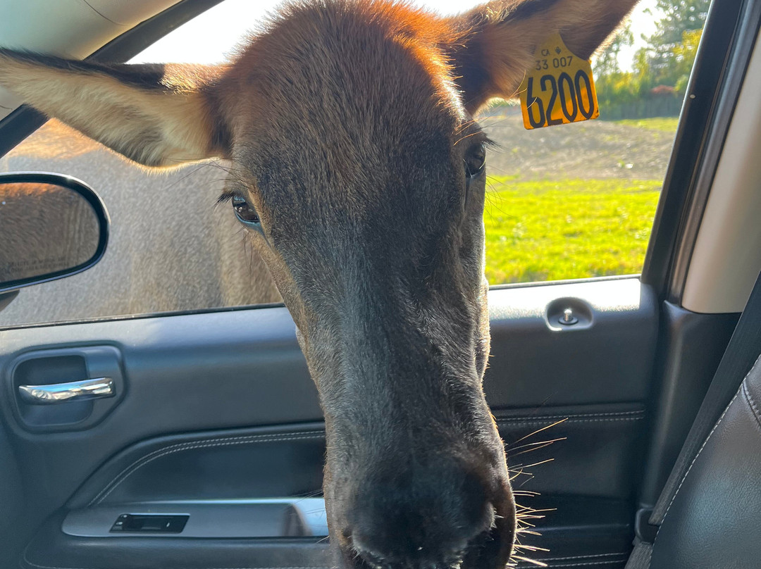 Parc Safari-Hemmingford必去景点