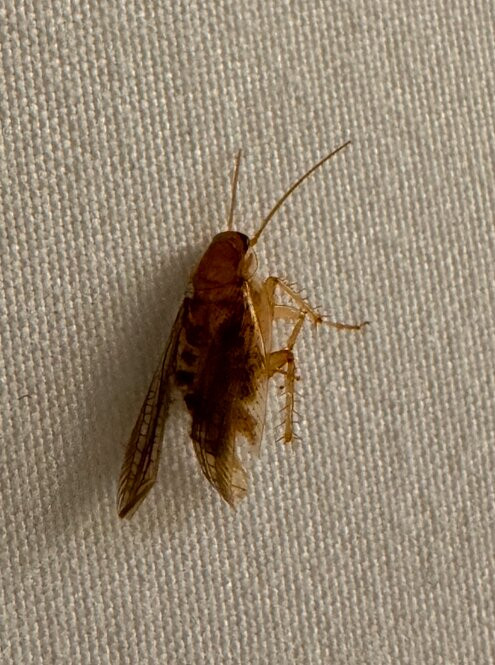 Quality Suites主图