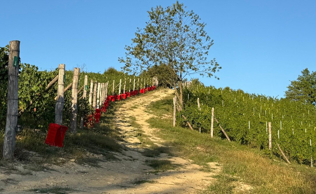 Podere Martina-Murazzano必去景点