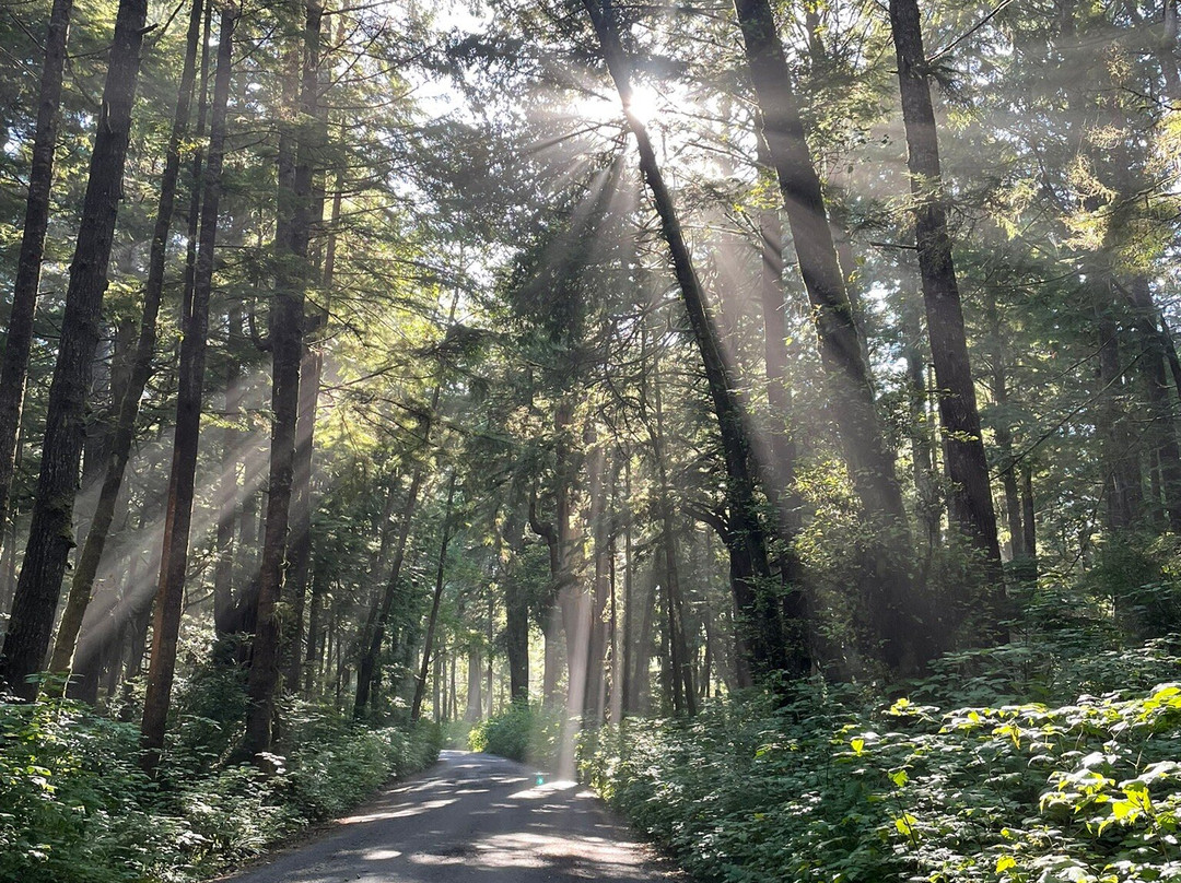Big Cedar Tree Kalaloch-福克斯必去景点