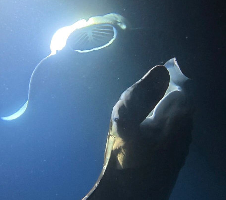 海洋生态游-凯鲁瓦-柯纳必去景点