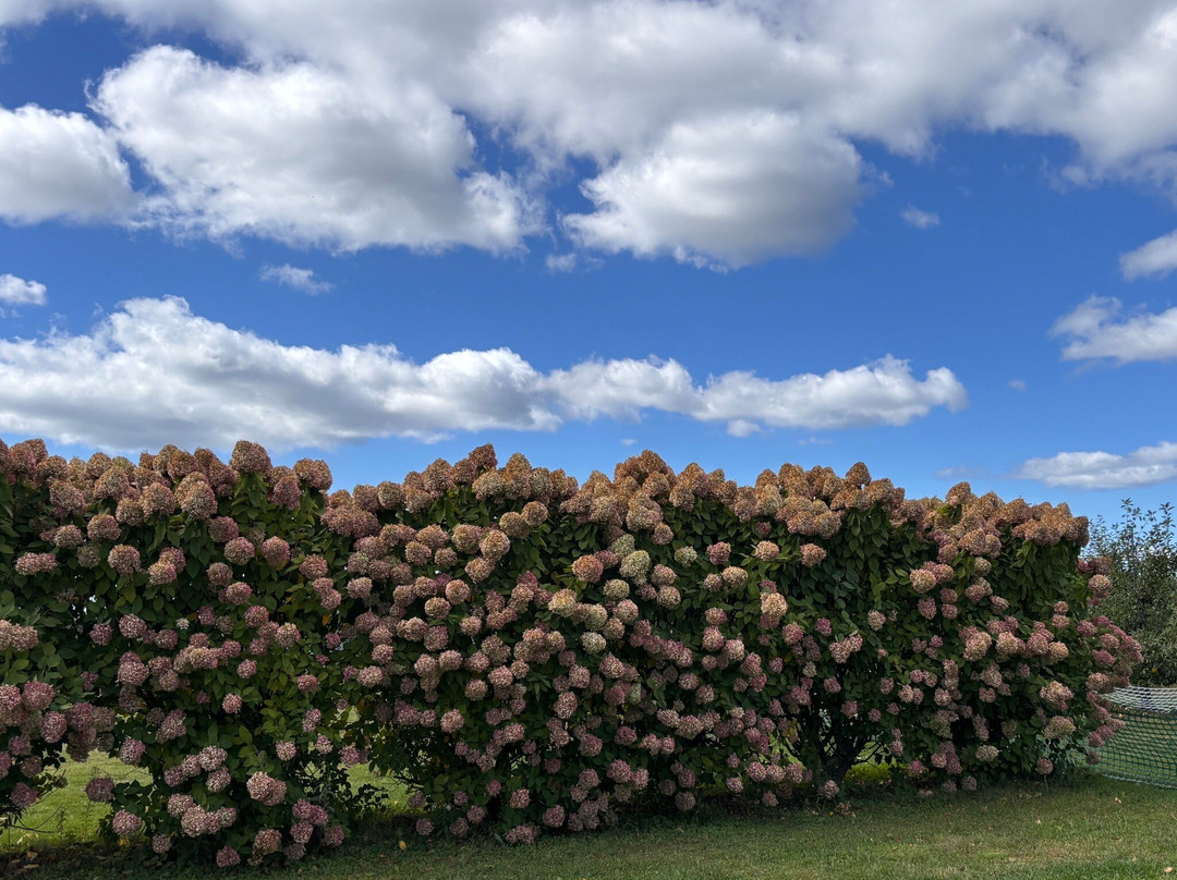 Sweet Berry Farm-米德尔敦必去景点