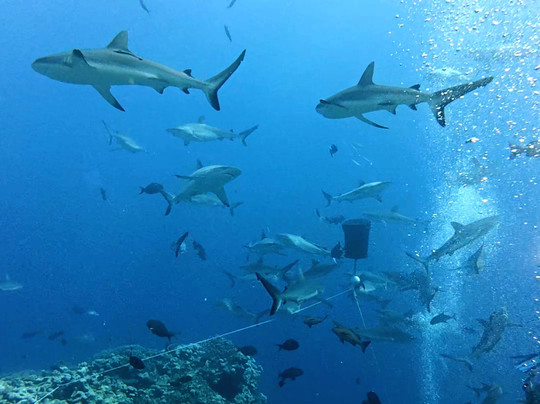 Spirit of Freedom-凯恩斯必去景点
