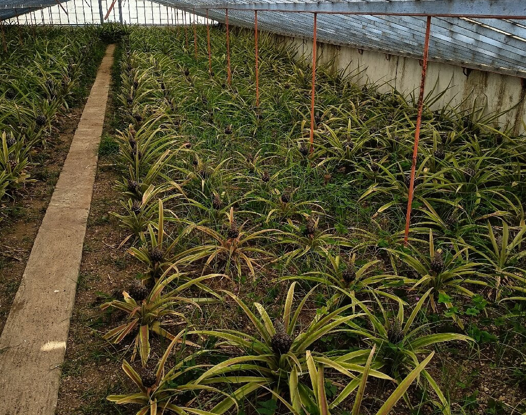 Ananas Santo Antonio-蓬塔德尔加达必去景点