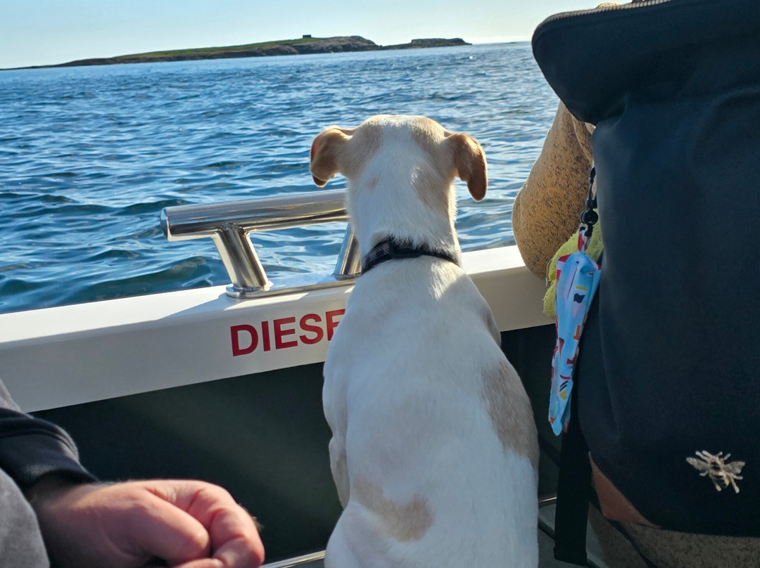 Serenity Farne Island Boat Tours-Seahouses必去景点