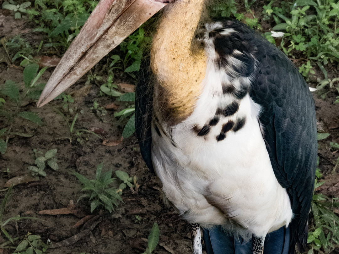 Wildlife Alliance-戈公必去景点