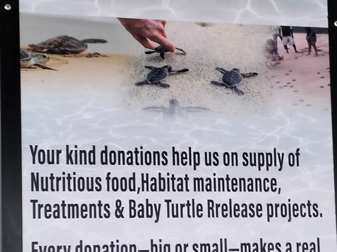Sea Turtle Conservation Project (Koggala)-克拉必去景点