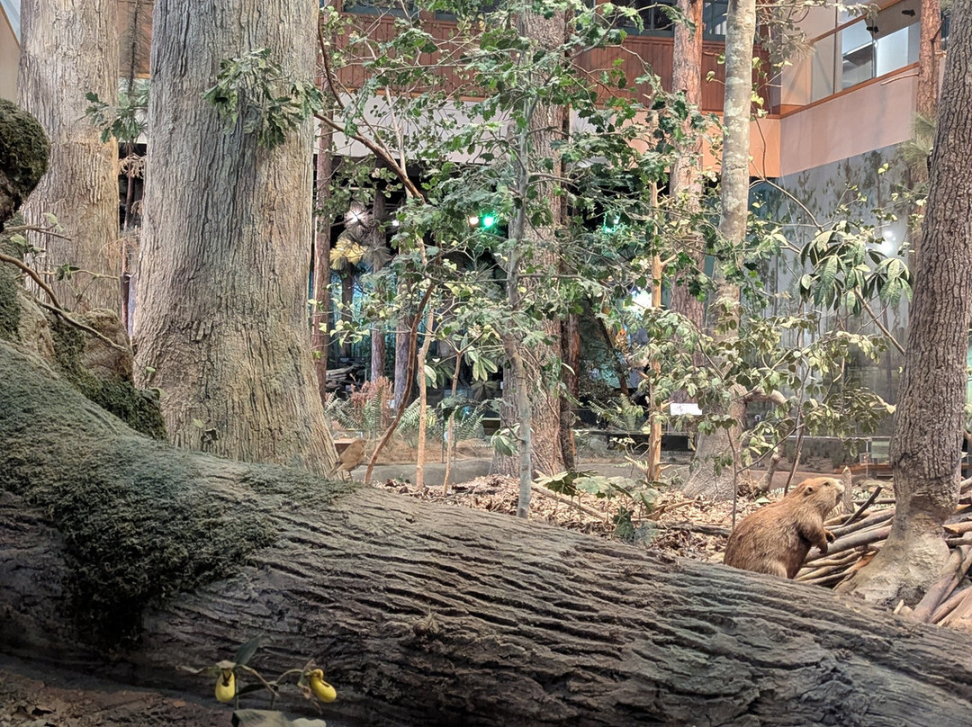 北卡罗来纳自然科学博物馆-罗利必去景点