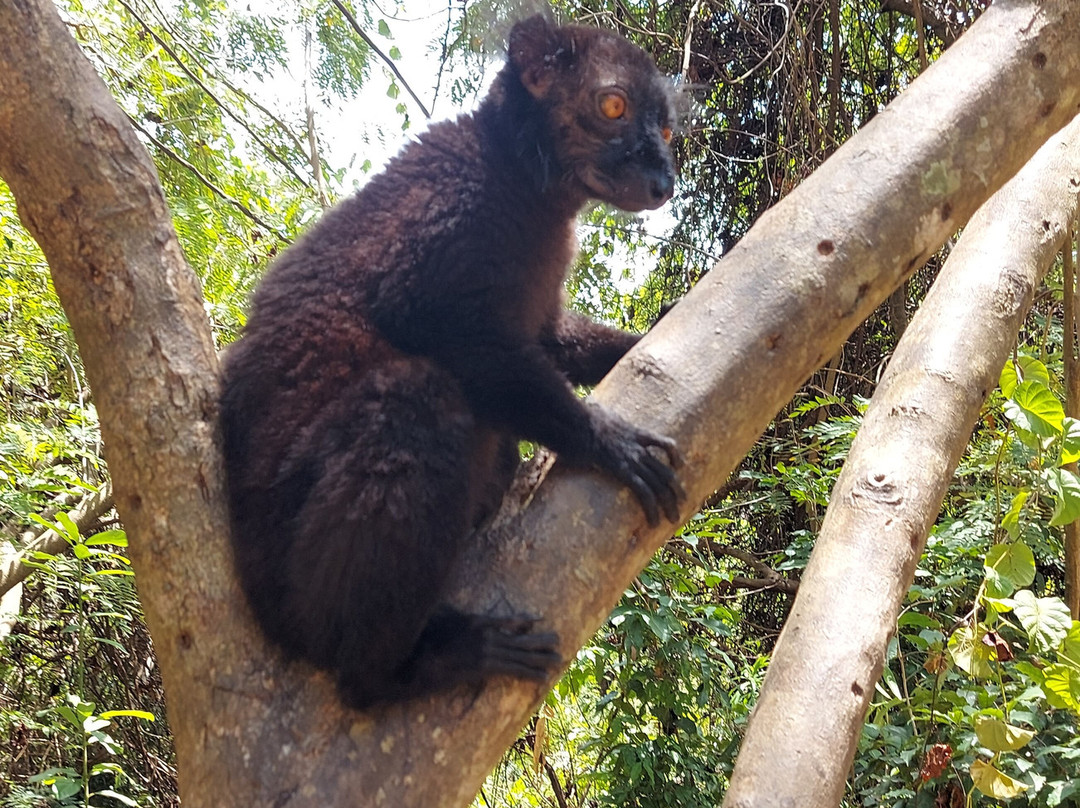 Best Trip Nosybe Madagascar-Madirokely必去景点