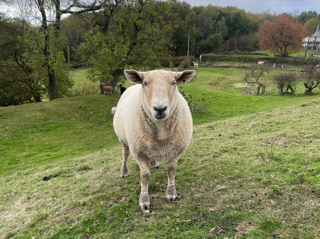 Woolly Experiences, Nercwys, Mold-Mold必去景点