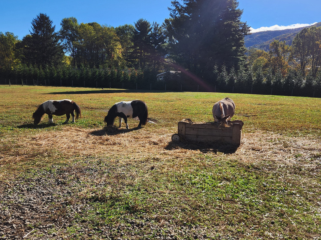 Winchester Creek Farm-韦恩斯维尔必去景点
