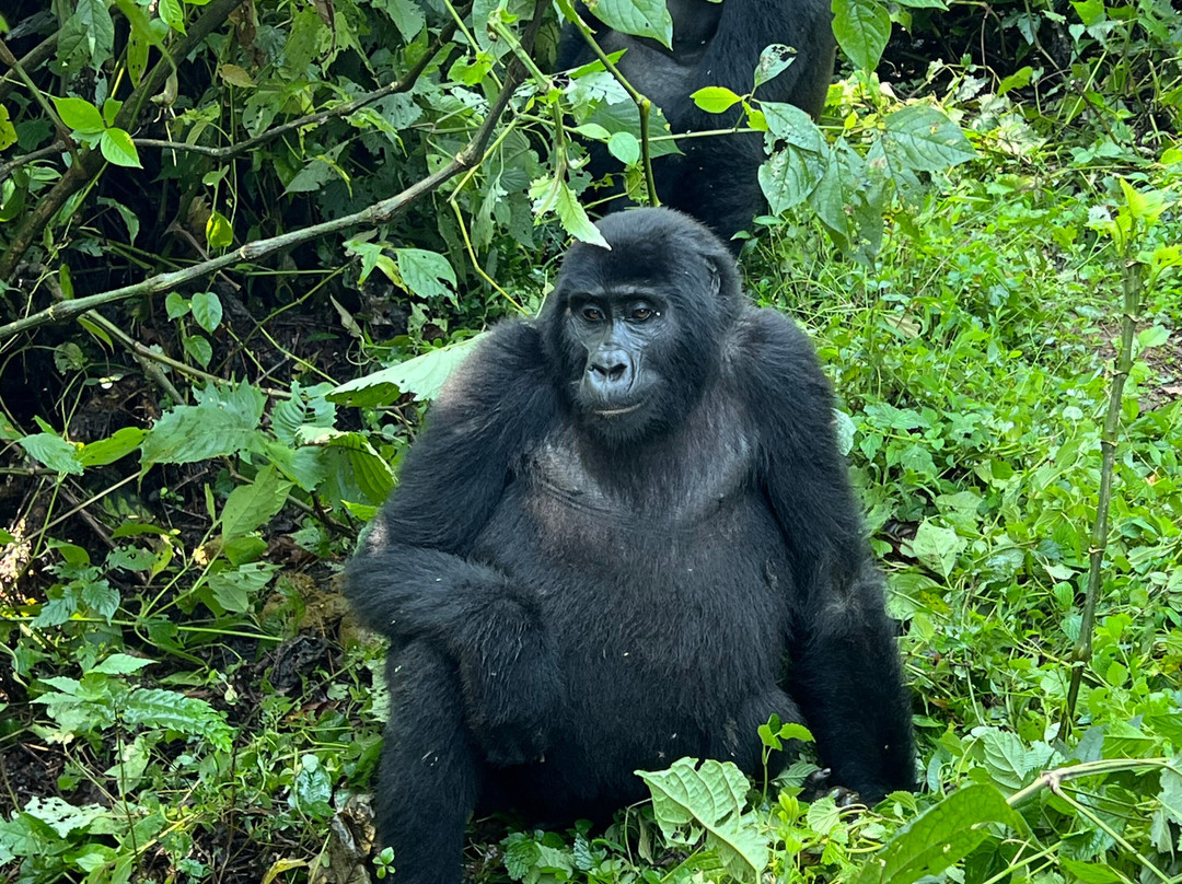 Rays Safaris-恩德培必去景点