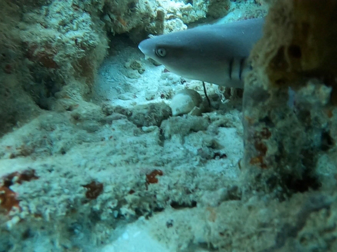 Dive Point Zanzibar-Matemwe必去景点