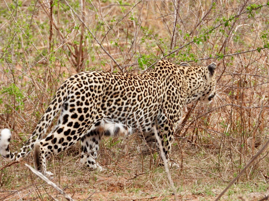 Southern Kruger Safaris-玛洛斯帕克必去景点