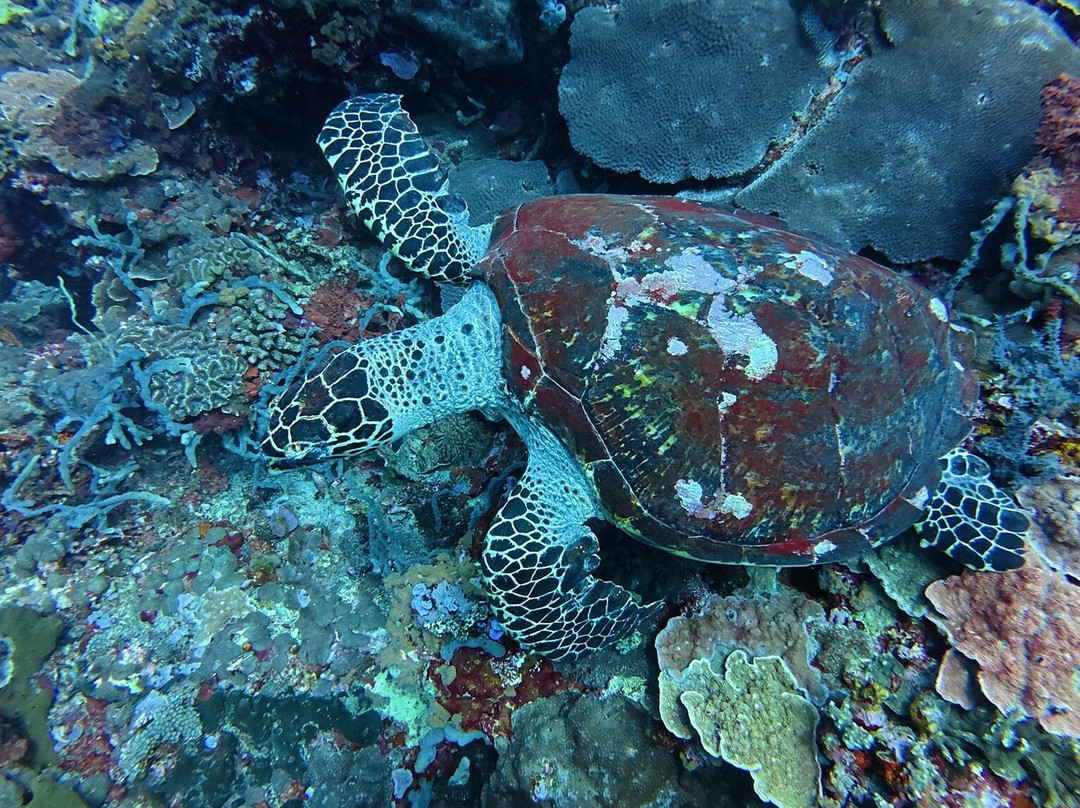 Tamarind Divers-蓝梦岛必去景点