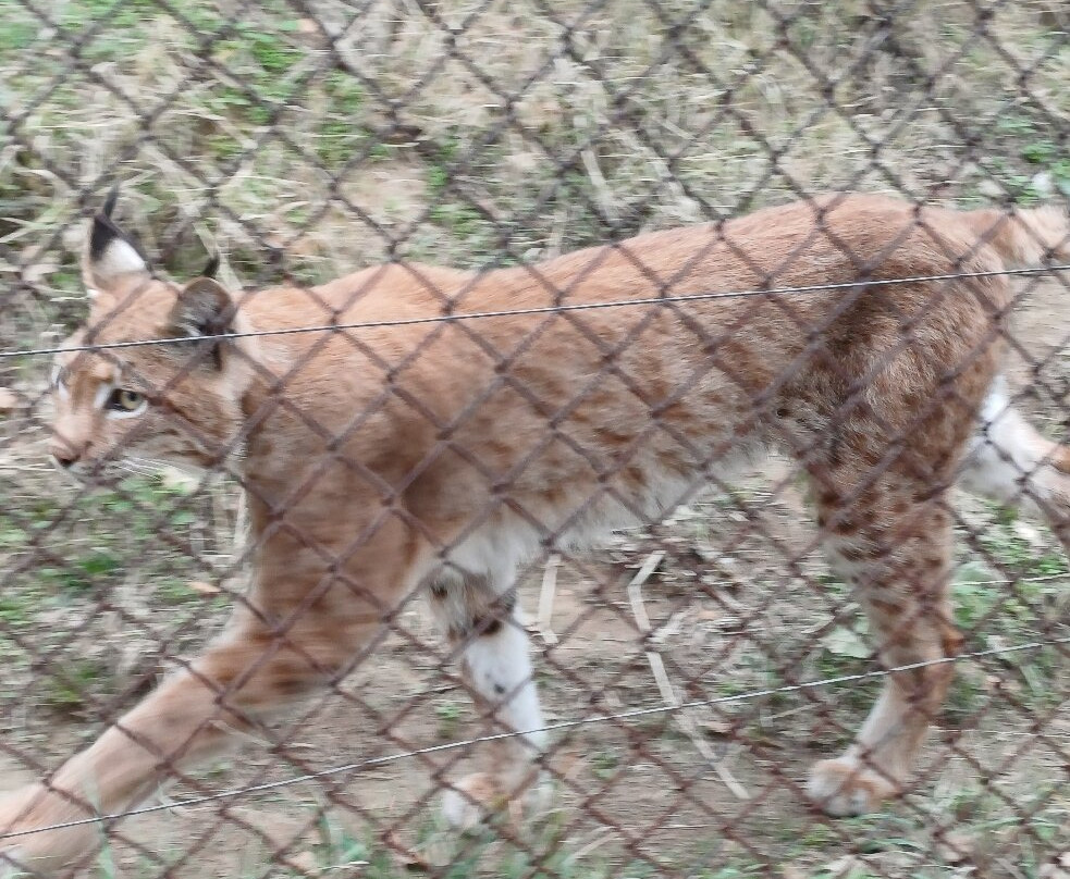 Wolf & Lynx Conservation Area-Agrapidies必去景点