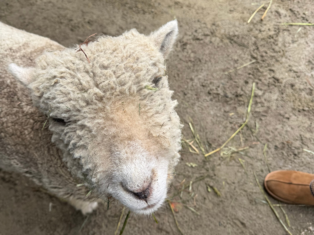 Don-O-Ray Farm Adventure-基洛纳必去景点