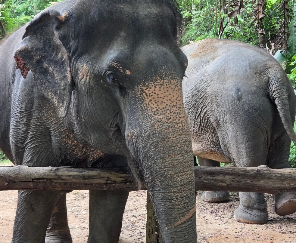 Hidden Forest Elephant Reserve-查龙必去景点
