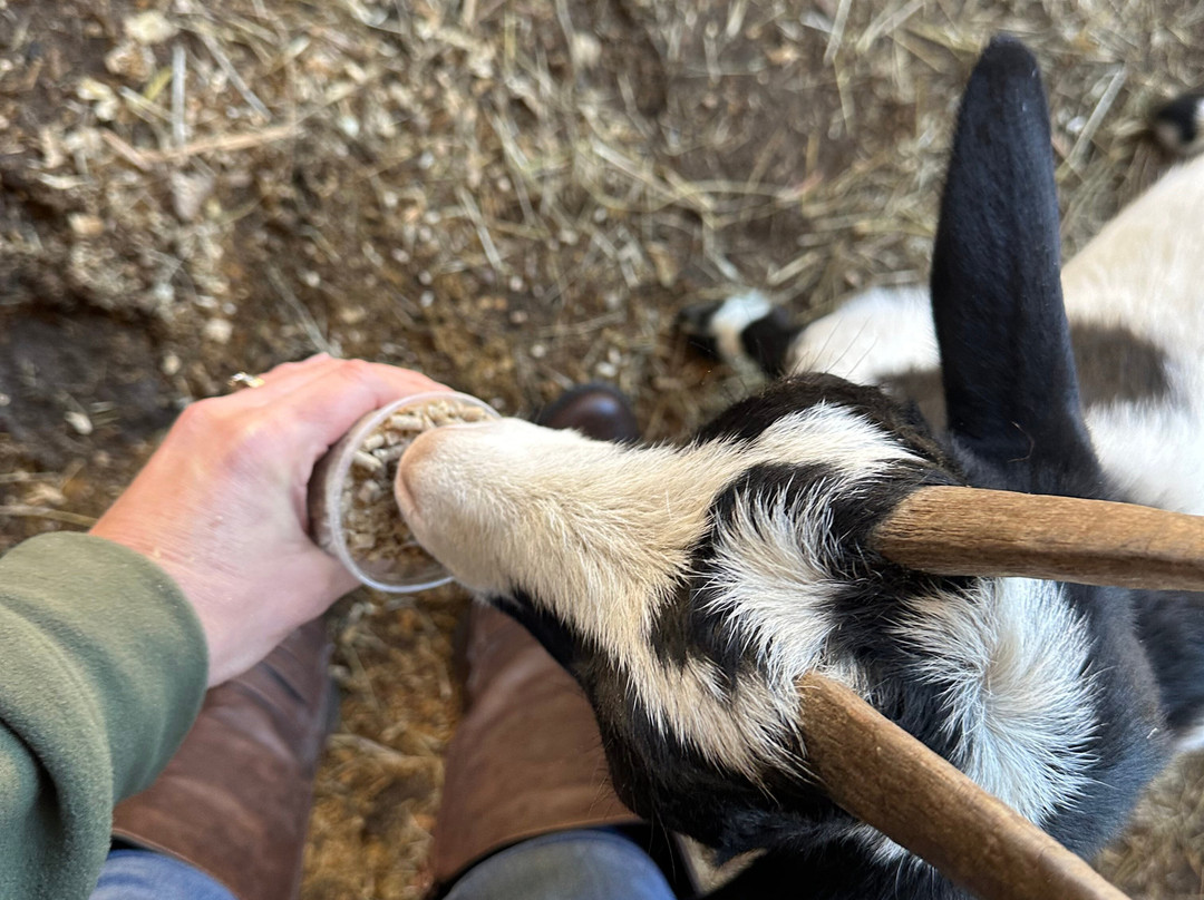 Barnyard Friends Peting Zoo-Morrilton必去景点