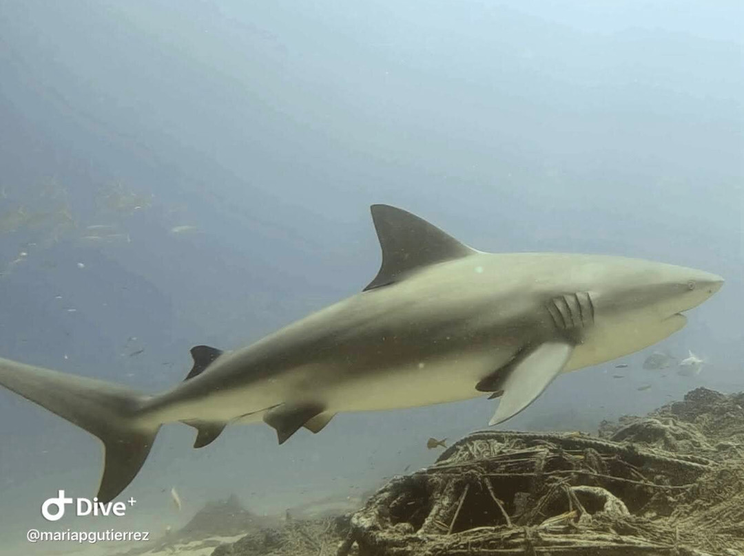 Dive Cabo Pulmo-Cabo Pulmo必去景点