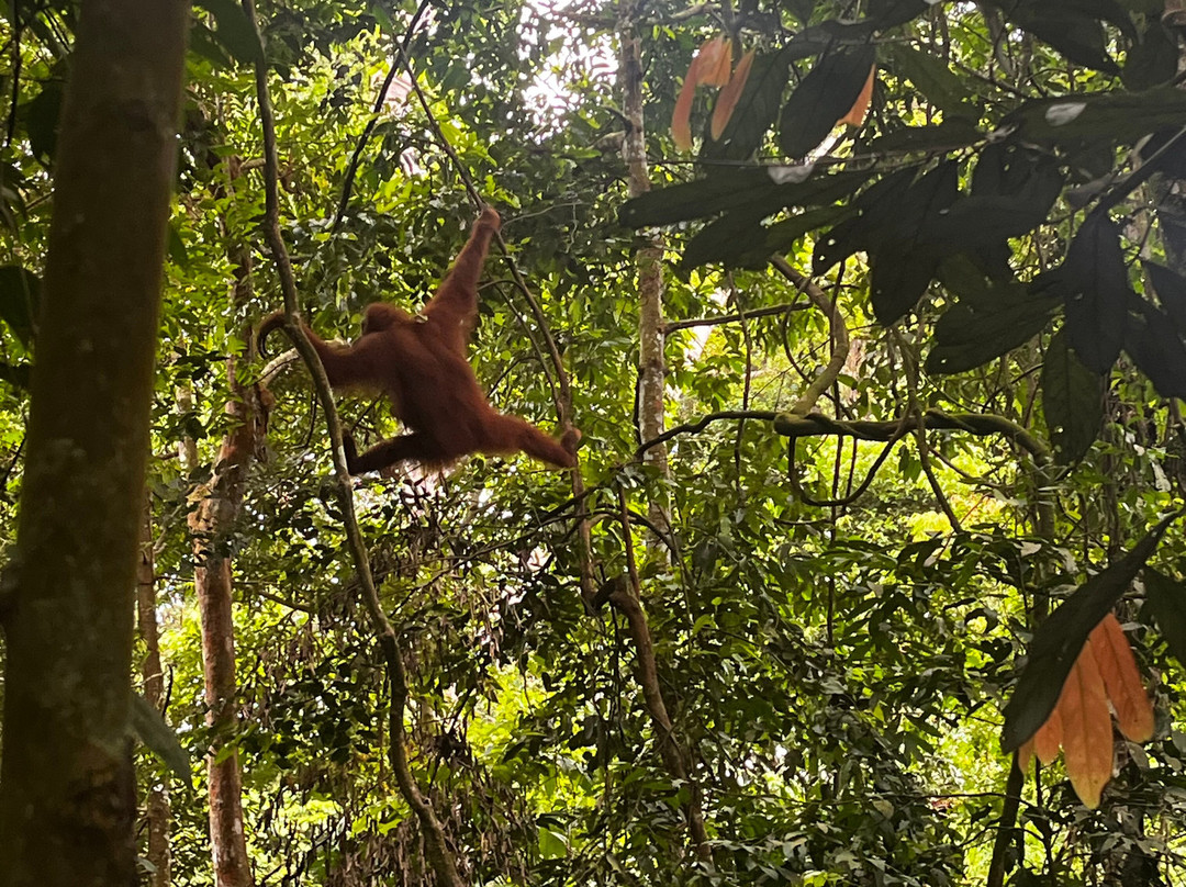 Bukit Lawang Trekking-武吉拉旺必去景点