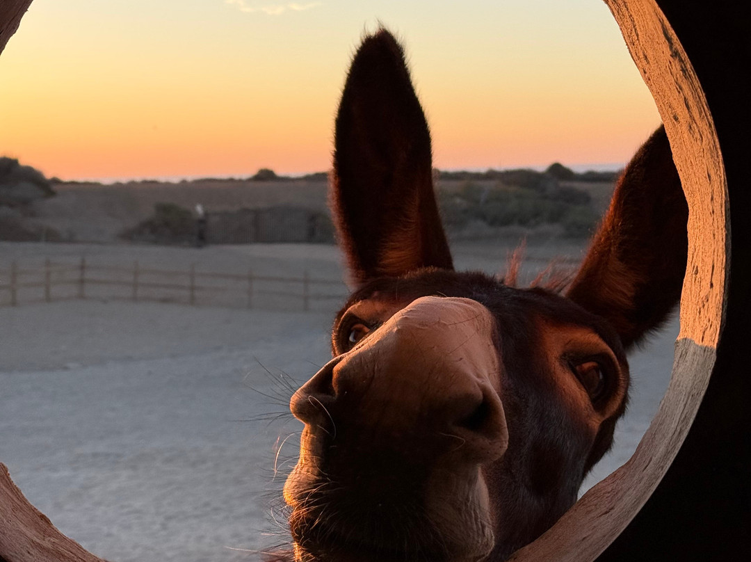 Happy Ears Donkey Sanctuary-Lachania必去景点