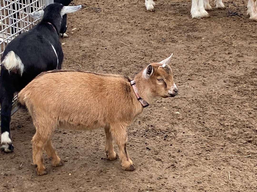 Udderly Ridiculous Farm Life-Blandford-Blenheim必去景点