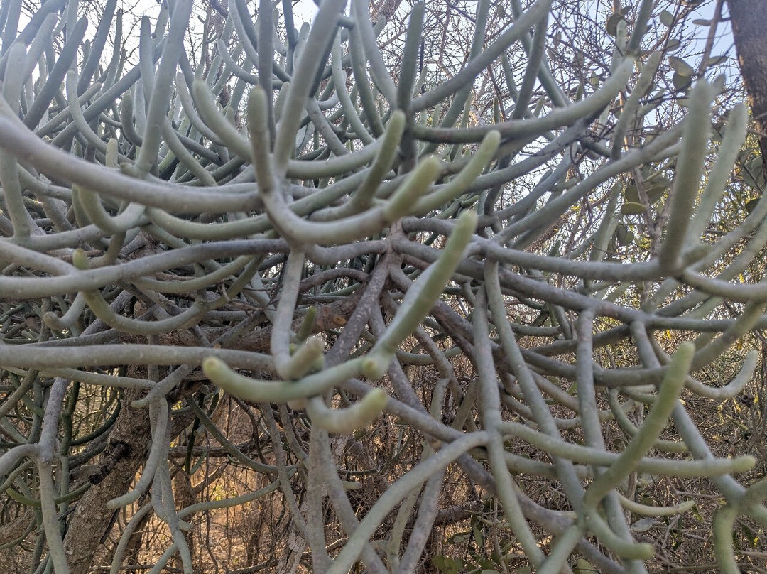 Toliara酒店住宿-Auberge de la Table