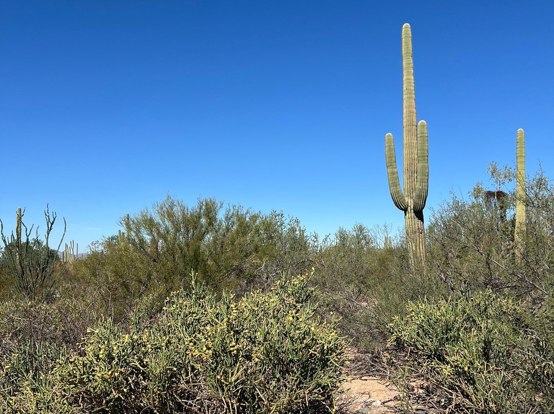 Saguaro National Park-图森必去景点