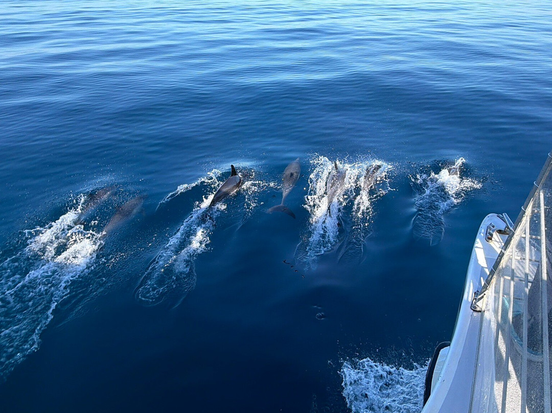 Newport Landing Whale Watching-纽波特海滩必去景点