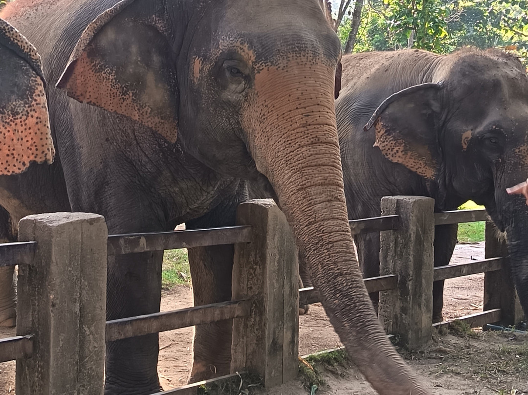 Maerim Elephant Sanctuary-夜林必去景点