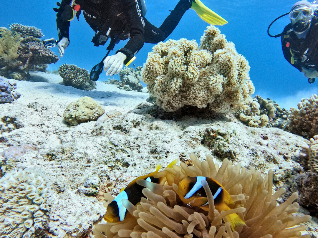 Penguin Divers Club-达哈卜必去景点