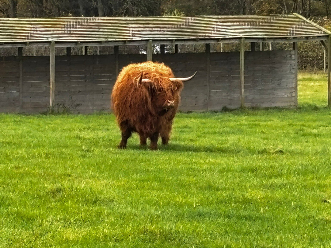 The Scottish Deer Centre-库珀必去景点