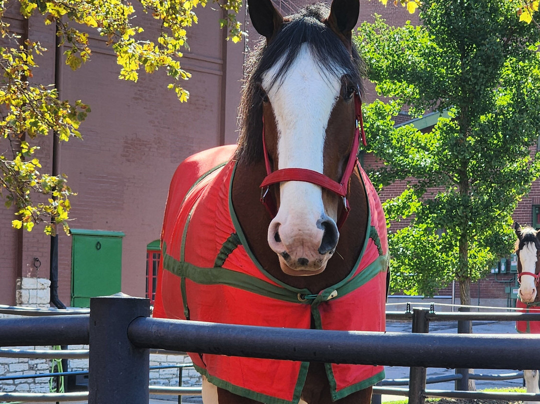 Budweiser Brewery Experience-圣路易斯必去景点