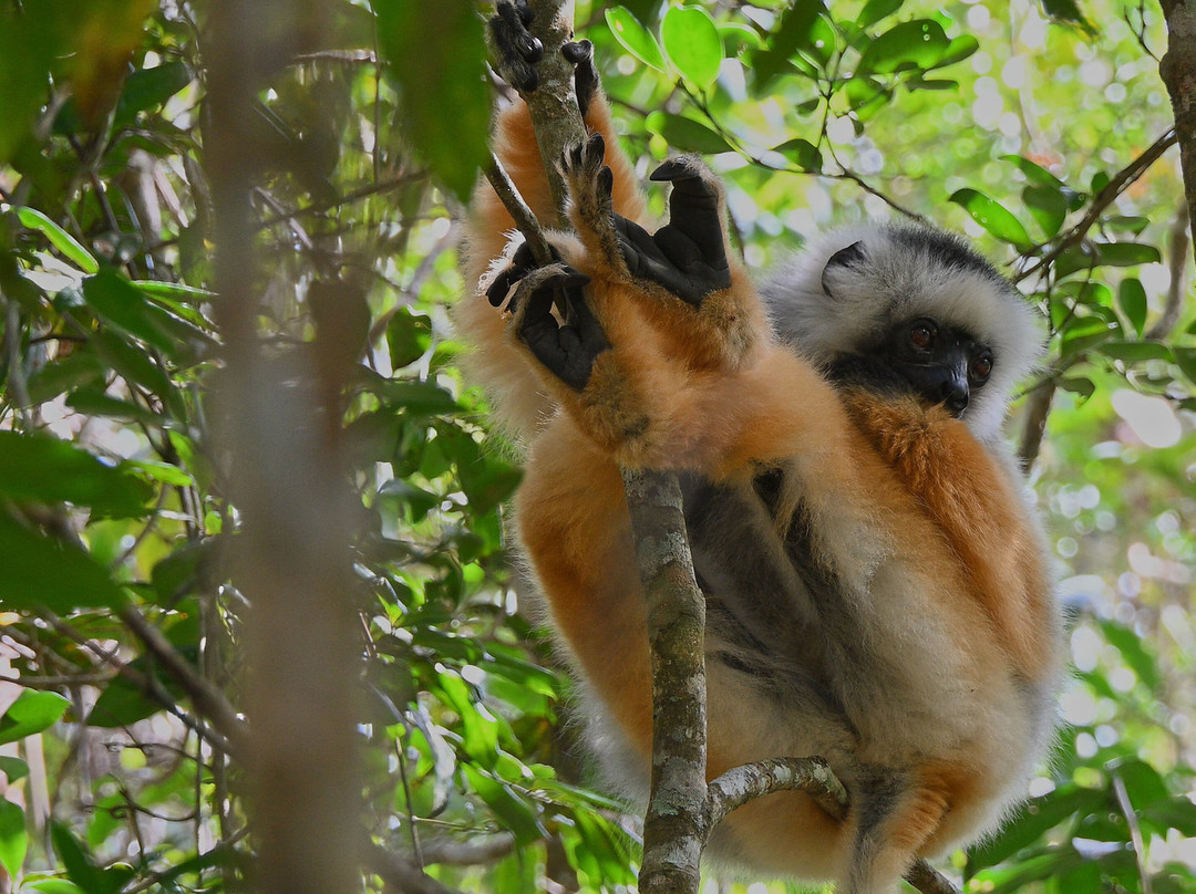 Madagascar Endemics & Resorts-安塔那那利佛必去景点