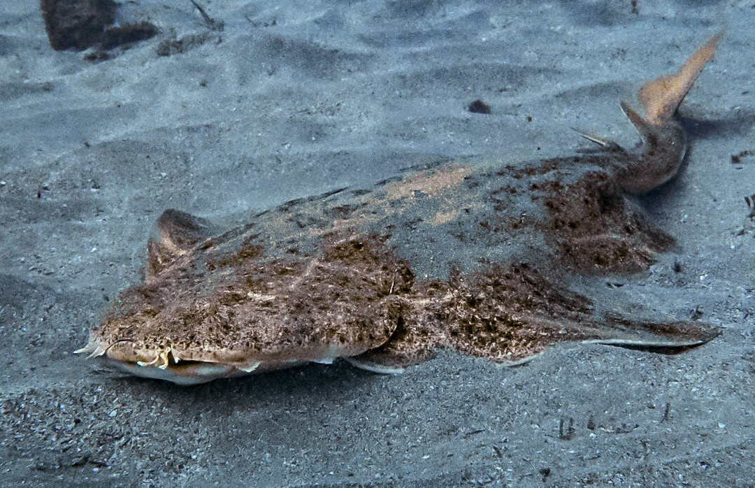 Liquid Planet Dive Centre-卡拉罗港口必去景点