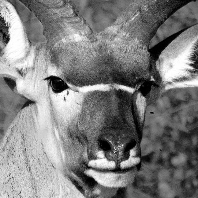 Rhulani Safaris-霍德斯普鲁特必去景点