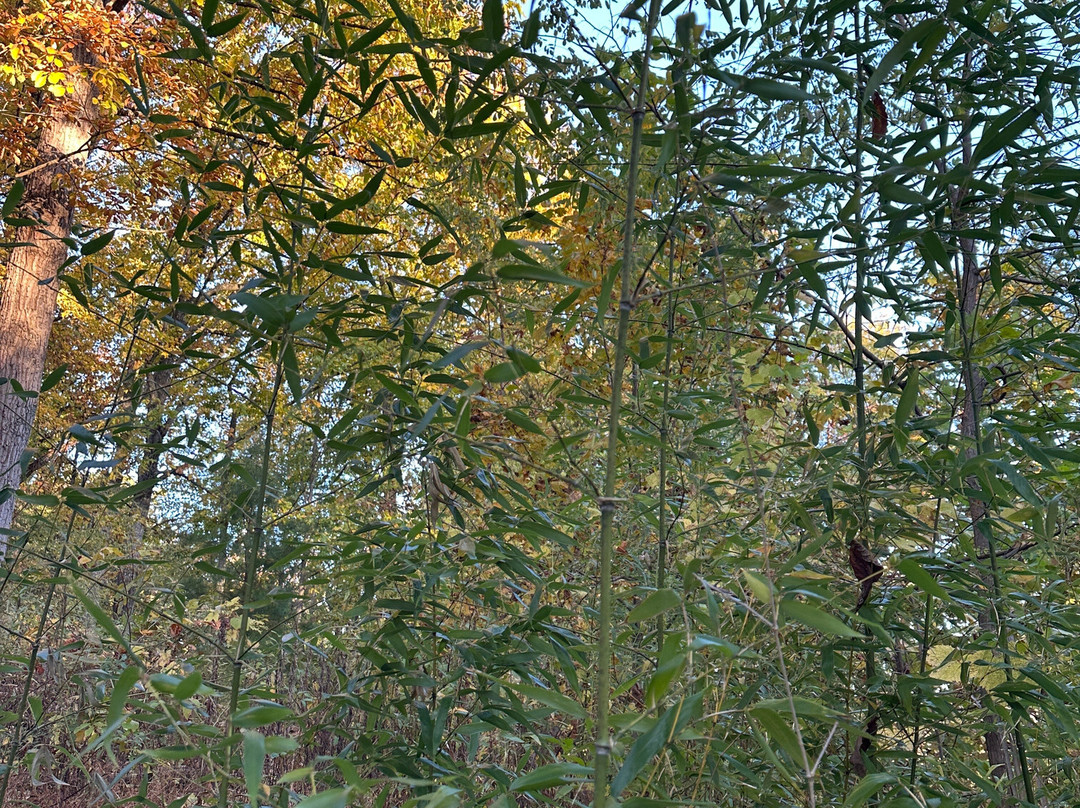 Cataract Falls-大雾山国家公园必去景点