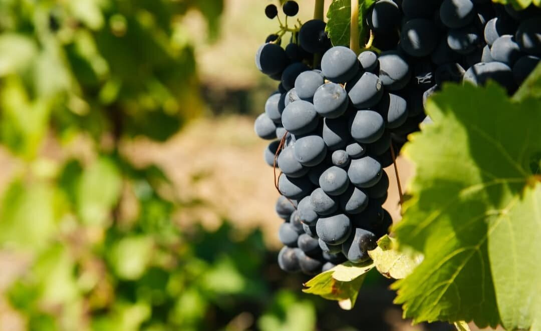 Savalan ASPI Winery-Qabala必去景点