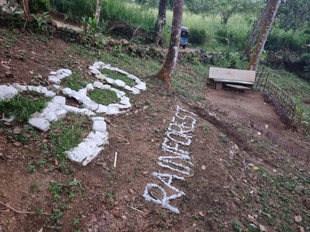 360 Rainforest主图