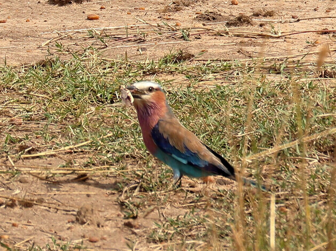 Mufasa Tours and Travels-内罗毕必去景点