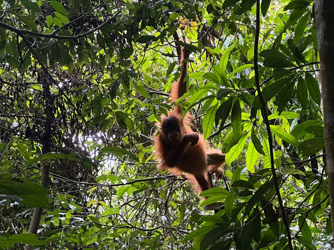 Bukit Lawang Jungle Trekking-武吉拉旺必去景点